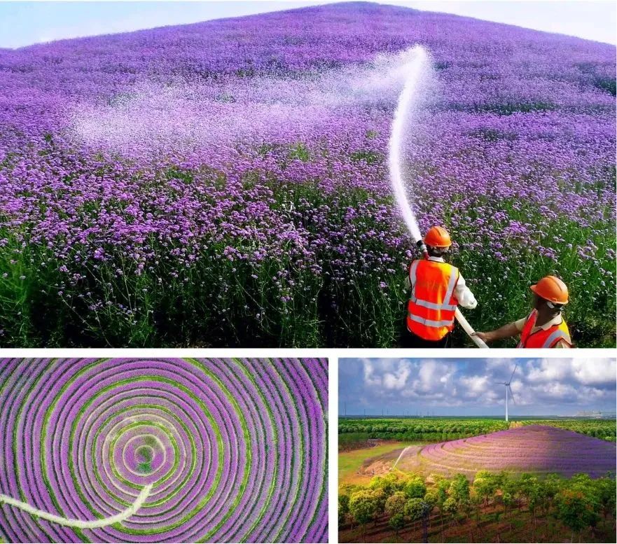 垃圾場上盤旋而起的花之浪